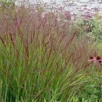 Proso prútnaté (Panicum virgatum) ´SHENANDOAH´ - kont. C1,5L
